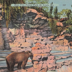 Missouri: cartolina d'epoca di Bear Pits, Forest Park, St. Louis, Missouri - cartolina da collezione di metà del XX secolo