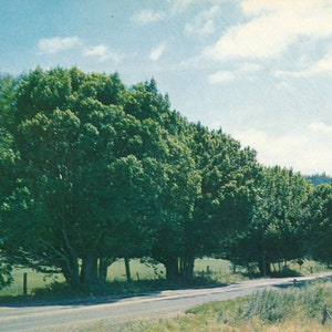 Oregon: Vintage Postkarte Myrte Bäume in Oregon. Diese antike Oregon-Postkarte ist etwa aus den 1950er Jahren.