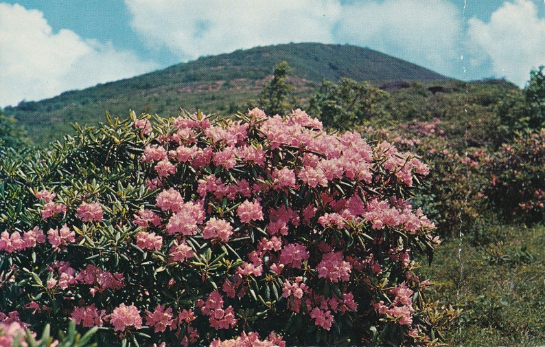 North Carolina This Vintage Postcard is Circa 1950. Vintage Postcard of Blossoming Rhododendron on Blue Ridge Parkway in North Carolina
