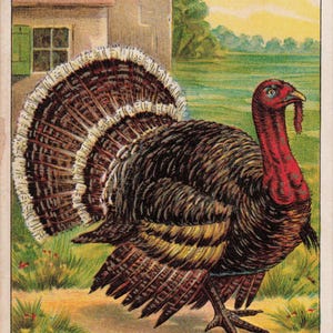 Ação de Graças: Cartão postal antigo e colorido de 1908 com saudações de Ação de Graças – Cena deslumbrante de uma fazenda de perus – Carimbado em 1908