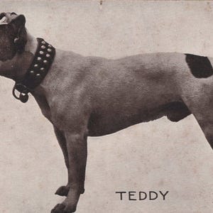 Nouveauté : carte postale vintage « Teddy the Boxer » - Bordure dorée par M.T. Sheahan
