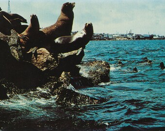 Californië: Vintage California Postcard - "Sea Lions at Monterey Peninsula" - Collectible uit het midden van de 20e eeuw met Cannery Row-achtergrond