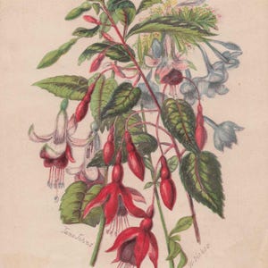 Carte postale ancienne "Fleurs de septembre" – Illustration vibrante de fuchsias et plumbago – Trésor rare de l'époque victorienne