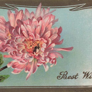 Carte Postale Ancienne 'Best Wishes' - Fleur de Chrysanthème 1910