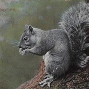 Nouveauté : carte postale ancienne d'écureuil « A Native of Freeport, ME » - éphémères de la faune vintage