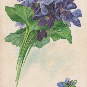 Carte Postale Ancienne d'Anniversaire avec Violettes – "Nous vous souhaitons un joyeux anniversaire" – Fleurie et Embossée