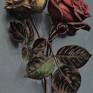 Carte Postale Ancienne “Souviens-toi de Moi” – Roses Embossées Romantiques, Années 1910