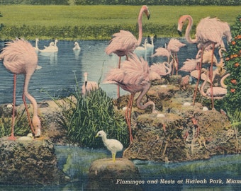 Florida: antichi fenicotteri all'Hialeah Park, cartolina di Miami - vintage da collezione della Florida