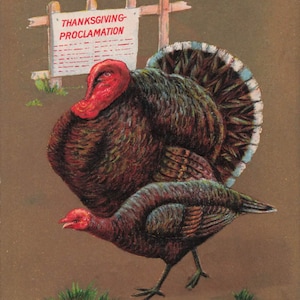 Carte postale ancienne de Thanksgiving – Dindes colorées et proclamation de Thanksgiving – En relief 1910