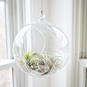 GLASS ONLY: 8&quot; Round Glass Terrarium - Glass Orb Terrarium, Gift, Large Terrarium, Living Terrarium DIY, Home Office Decor