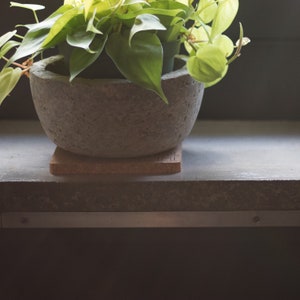 May include: A green leafy plant in a gray concrete pot with a cork coaster on a gray countertop.