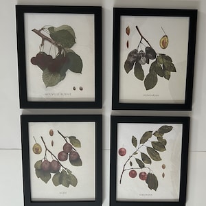 Framed Botanical Fruit Print: Cherries & Plums Vintage Wall Art