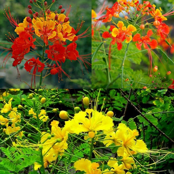 75 Seeds Both Yellow And Orange Dwarf Poinciana : A.K.A Peacock Flower, Mexican Bird Of Paradise, Pride Of Barbados, Caesalpinia Pulcherrima