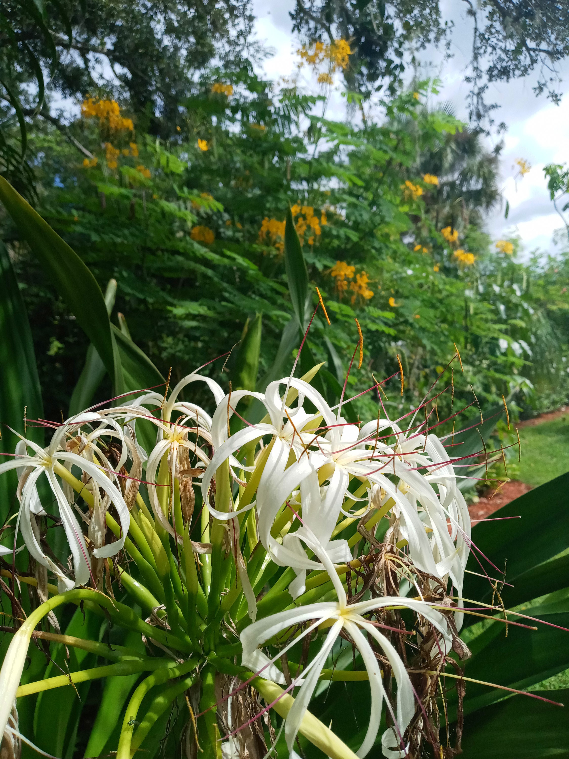 4 Giant Spider Lily Starter Plants White Flower Bare Root Etsy