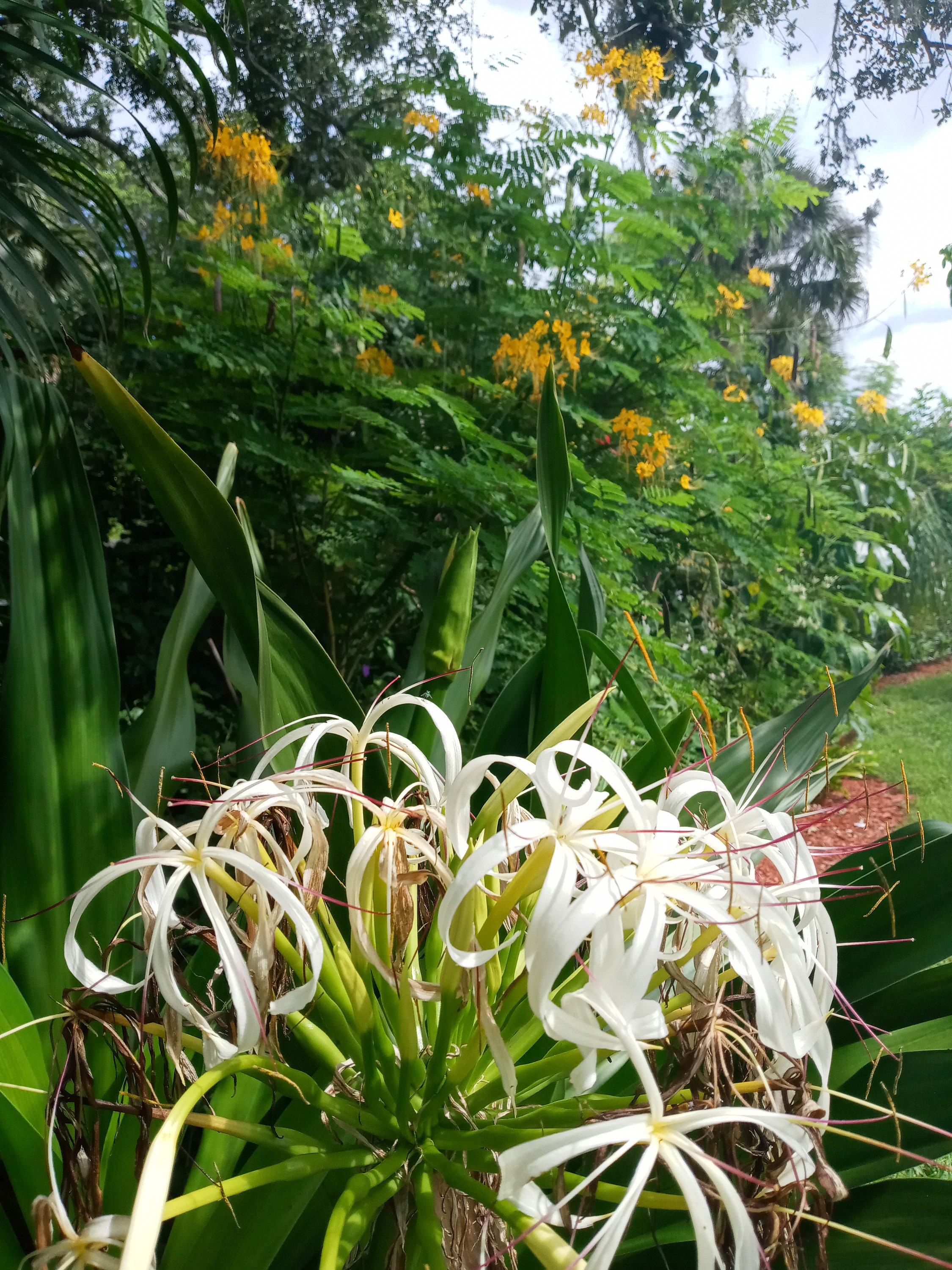 4 Giant Spider Lily Starter Plants White Flower Bare Root Etsy
