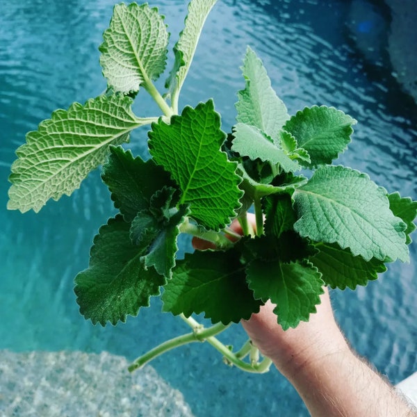 7 Cuban Oregano Fresh Clippings - Mexican Mint, Giant Oregano - 6 Fresh 8" - 12" Clippings ~ Easy To Start & Grow