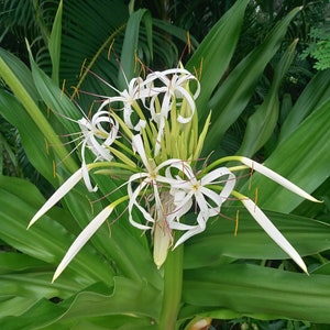 4 Giant Spider Lily Starter Plants White Flower Bare Root