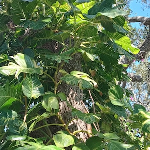 Giant Golden Pothos 1 - 2 Node+ Thick Clippings No Leaves And A 8&quot; - 10&quot; Smaller Vine Clippings With Leaves
