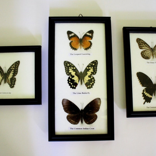 Lot of 3 Vintage Framed Butterfly Specimens