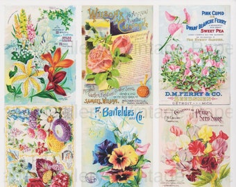 FLOWER SEED PACKS Download 9 Printable Images Arts & Crafts