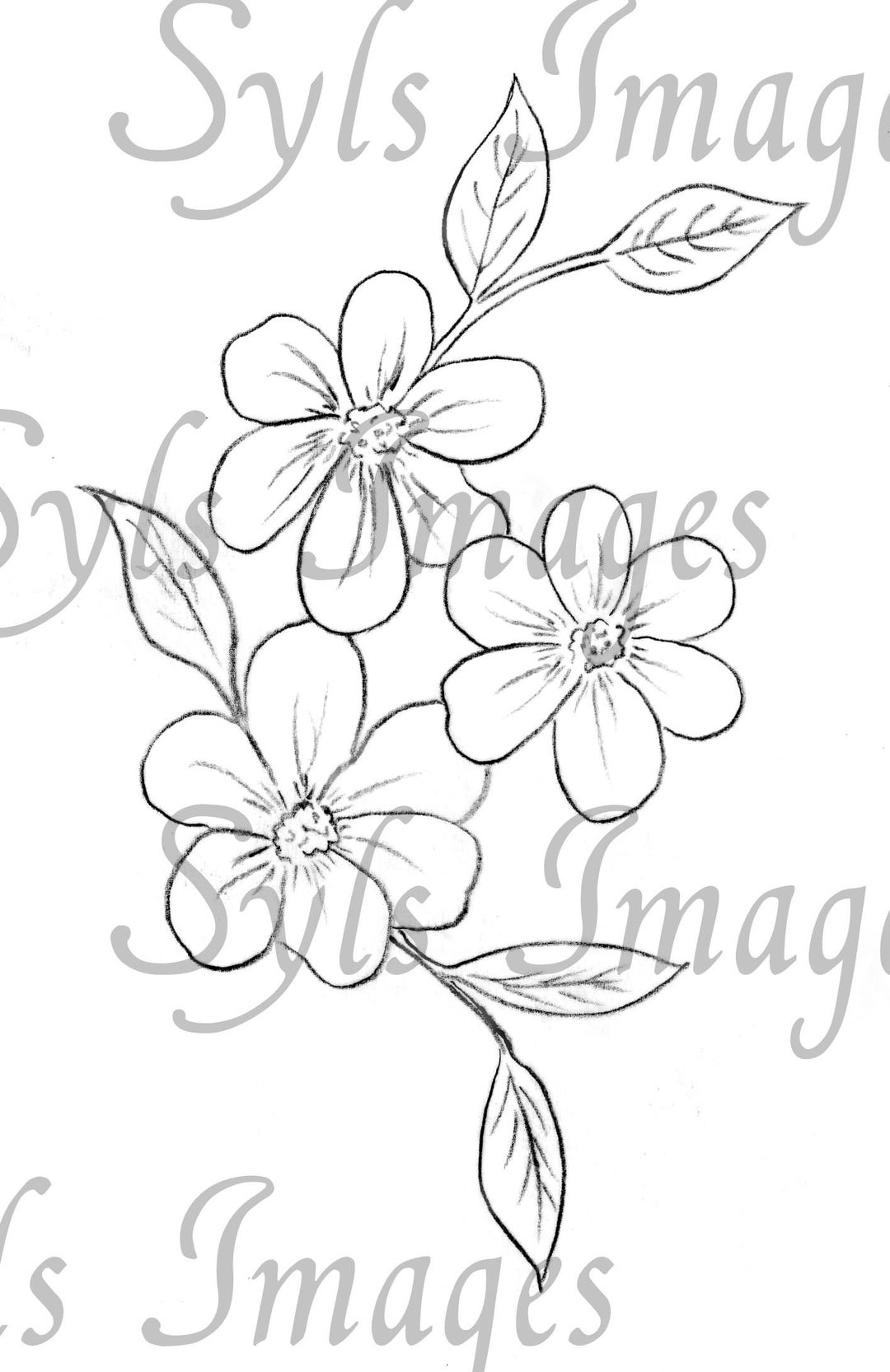 Pencil Drawing Flowers File Digital Download Etsy