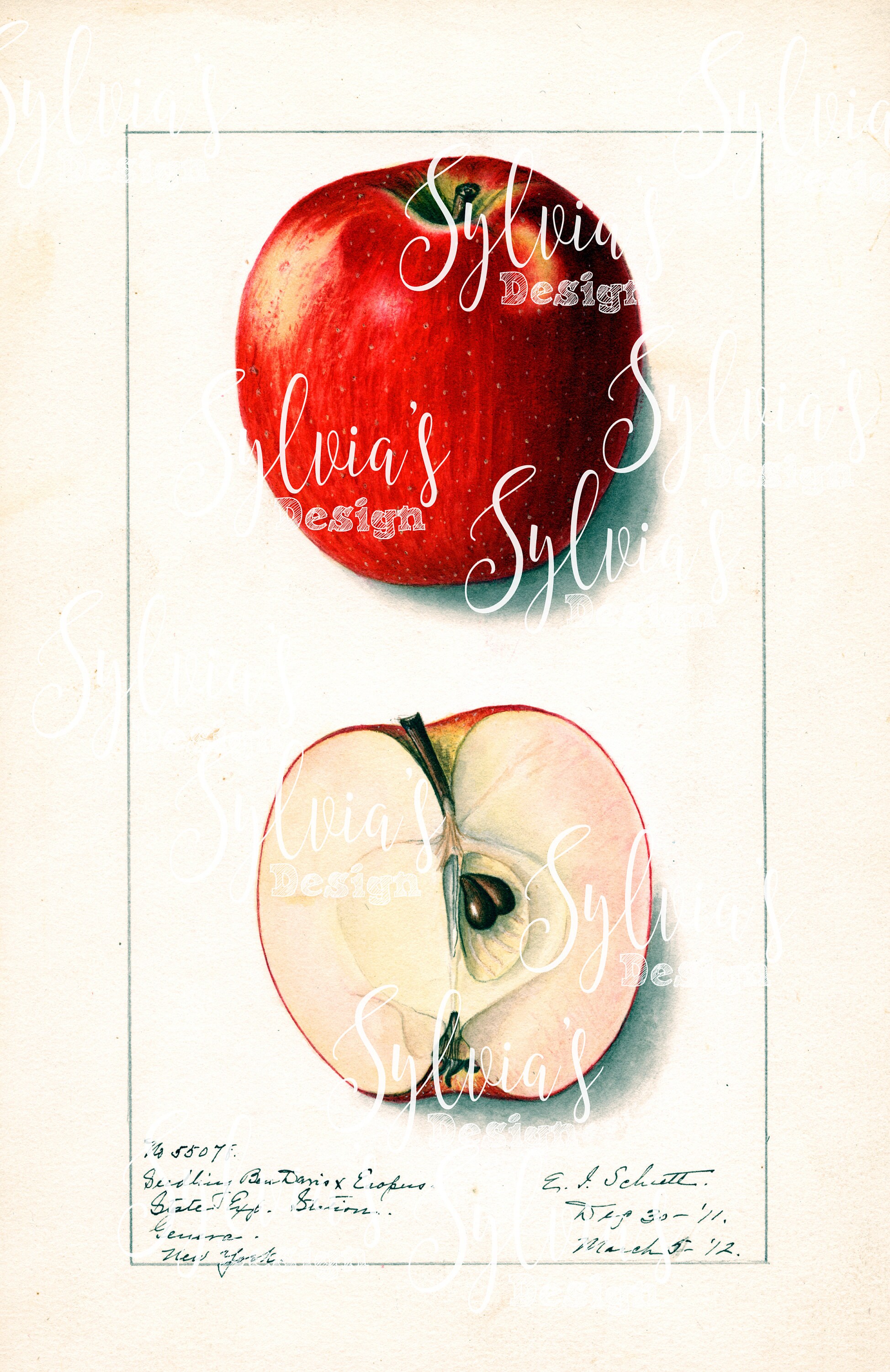 Vintage Botanical Apple Print Digital Download | Etsy