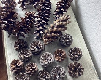 Pinecones from Wisconsin mix