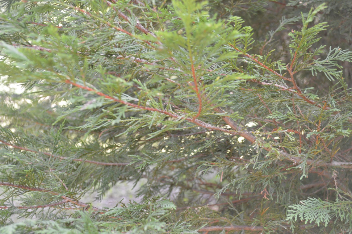 15 Leyland Cypress 8 Tree Cuttings Privacy Screen 35 Etsy