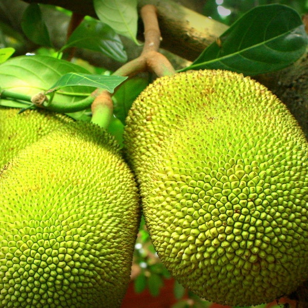 Rare Jackfruit Seeds (Viable)