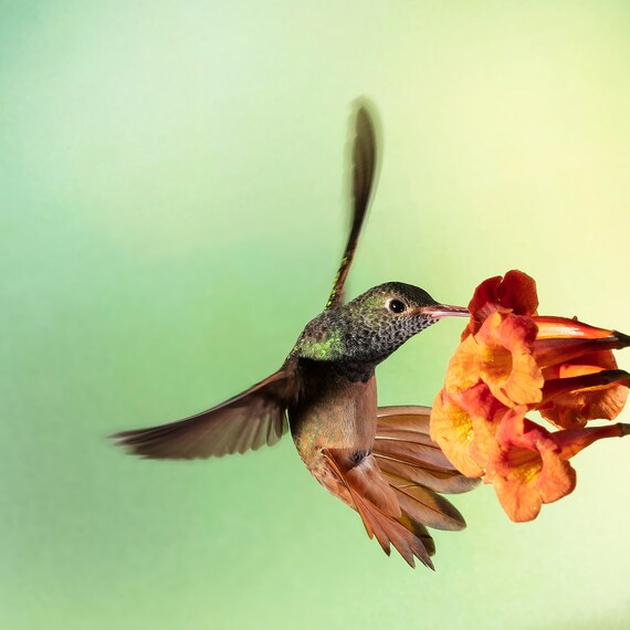 A Buzzing Sound With A Different Tone 9000x9000 The Etsy