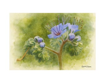 Blue Phacelia Flower Art Print | Botanical Watercolor Poster