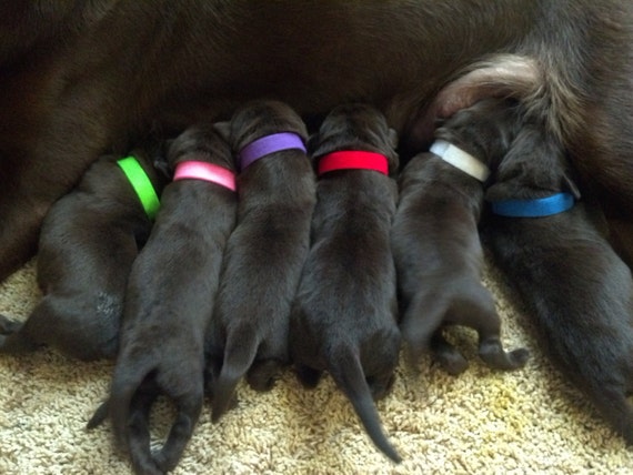 puppy identification bands
