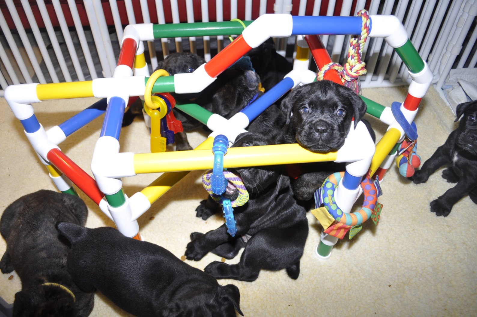 Puppy Play Gym for Early Development and Stimulation Free Etsy