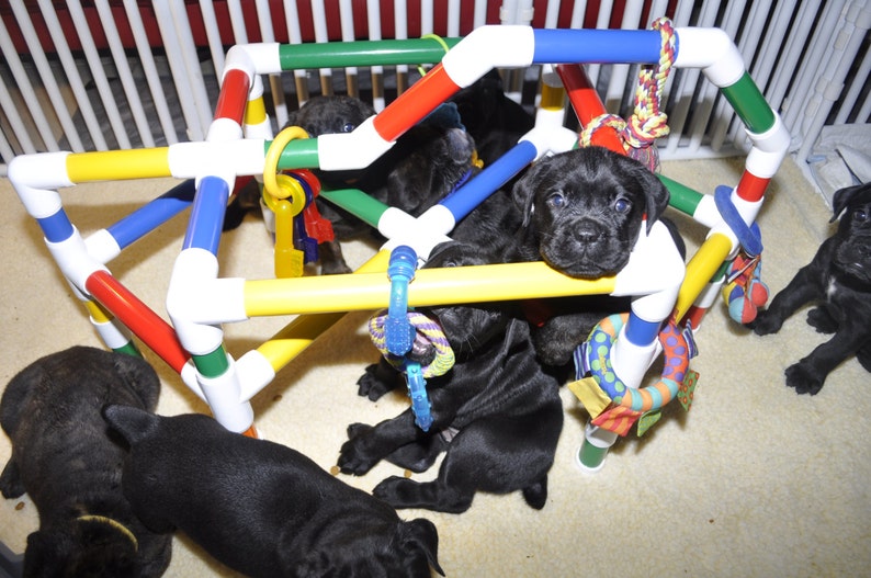 Puppy Play Gym for Early Development and Stimulation Free Etsy