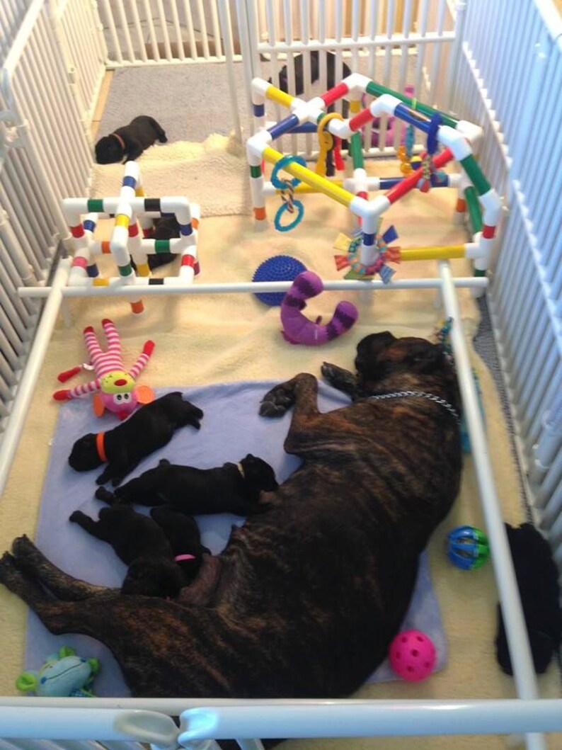 Puppy Play Gym for Early Development and Stimulation Free Etsy
