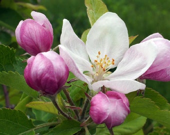 APPLE BLOSSOMS || Natural Body Products • Perfume, Body Butter, Soap, Shampoo, Deodorant, Sample, Room Spray