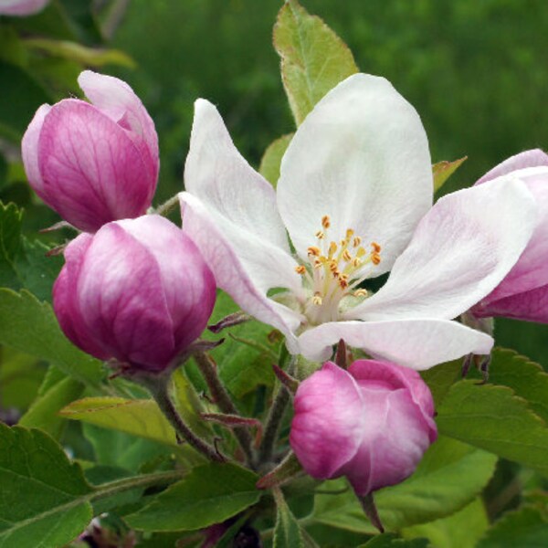 APPLE BLOSSOMS || Natural Body Products • Perfume, Body Butter, Soap, Shampoo, Deodorant, Sample, Room Spray