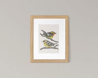 Blackburnian Warbler Bird Art Print