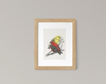 Scarlet Tanager Bird Art Print