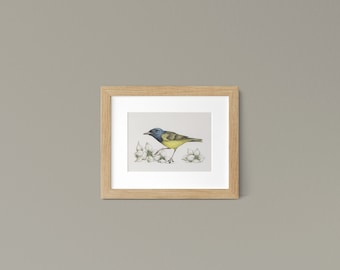 Mourning Warbler Art Print Maine Forest Floor