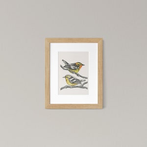 Blackburnian Warbler Bird Art Print