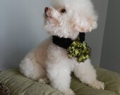 Blacks and Greens......Black, Collar Cover, Neck Warmer, Neck Band, Boucle yarn, Like Persian Lamb, Lt. Green and Black Ribbon Art Yarn Bow,