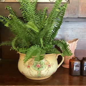 May include: A large, green fern plant in a cream-colored, antique-style planter with a floral design. The planter has a handle and sits on a dark wooden surface. Two small, brown glass jars and a pink pitcher are also visible.