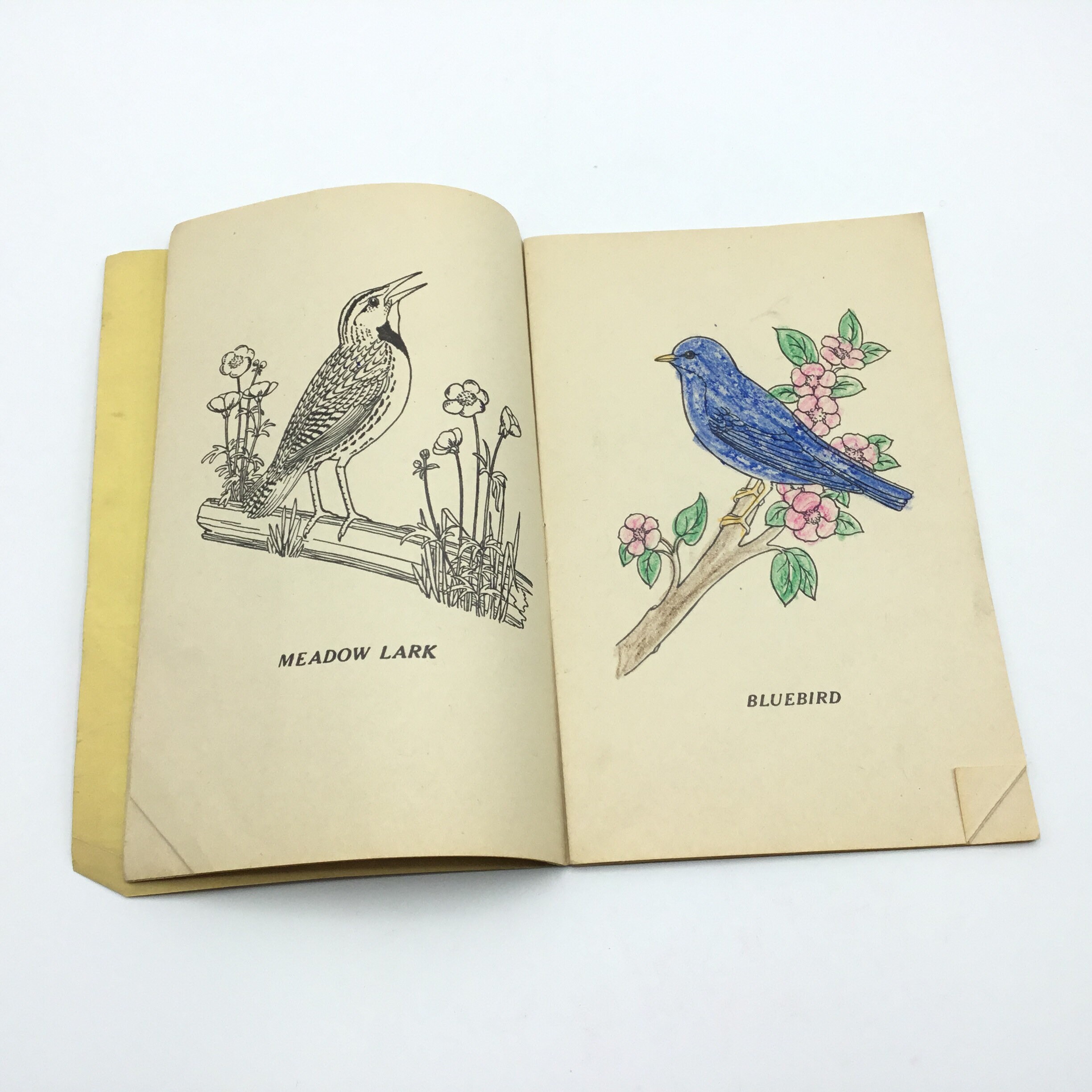 Birdy: A Fanciful Bird Coloring book, spiral-bound, limited Artist Edition  - Now in Stock!