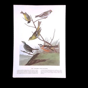Authentic Vintage Ornithology Lithograph Print * Finch and Tanager Bird  Illustrations