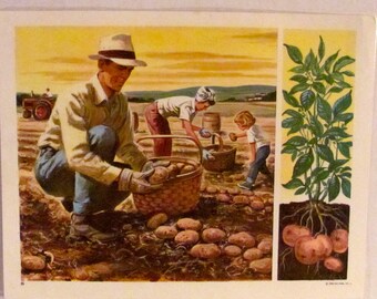 Vintage 1965 Harvest Poster