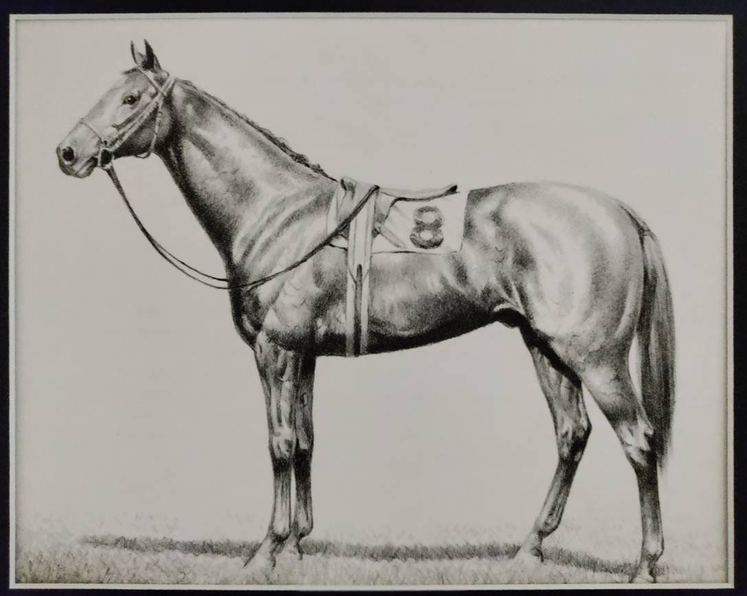 Native Dancer Thoroughbred Horse Print by C.W. Anderson (11x14