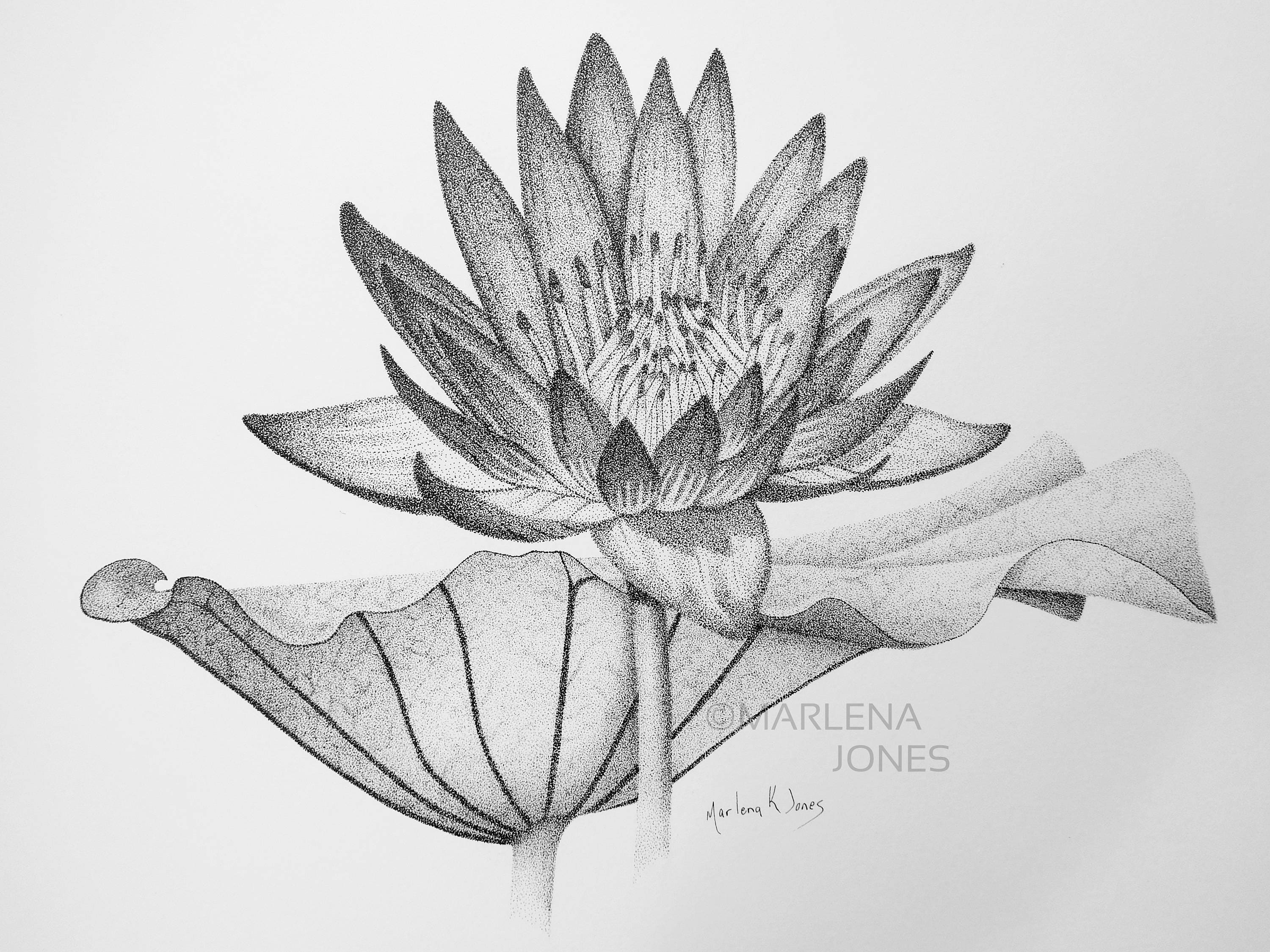 Stippling Drawing Of Water Lily Flower And Pad Original Design Etsy