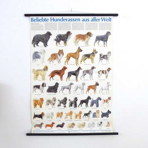 A Chart Of Dogs