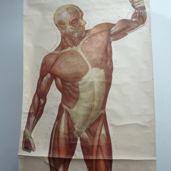 Vintage Male Muscles Chart - Large Naked Man Anatomy Poster - Germany 1960s - Deutsches Hygiene Musuem